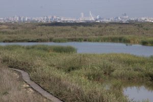 RUTA ORNITOLOGICA ARROSSALS DE L’ALBUFERA (TREN) @ Estació del Nord | València | Comunidad Valenciana | Espanya